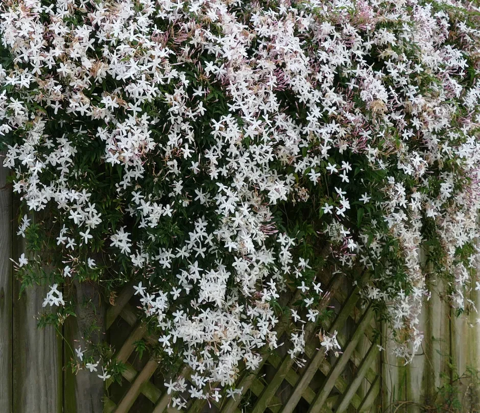 1280px-Common_Jasmine.webp