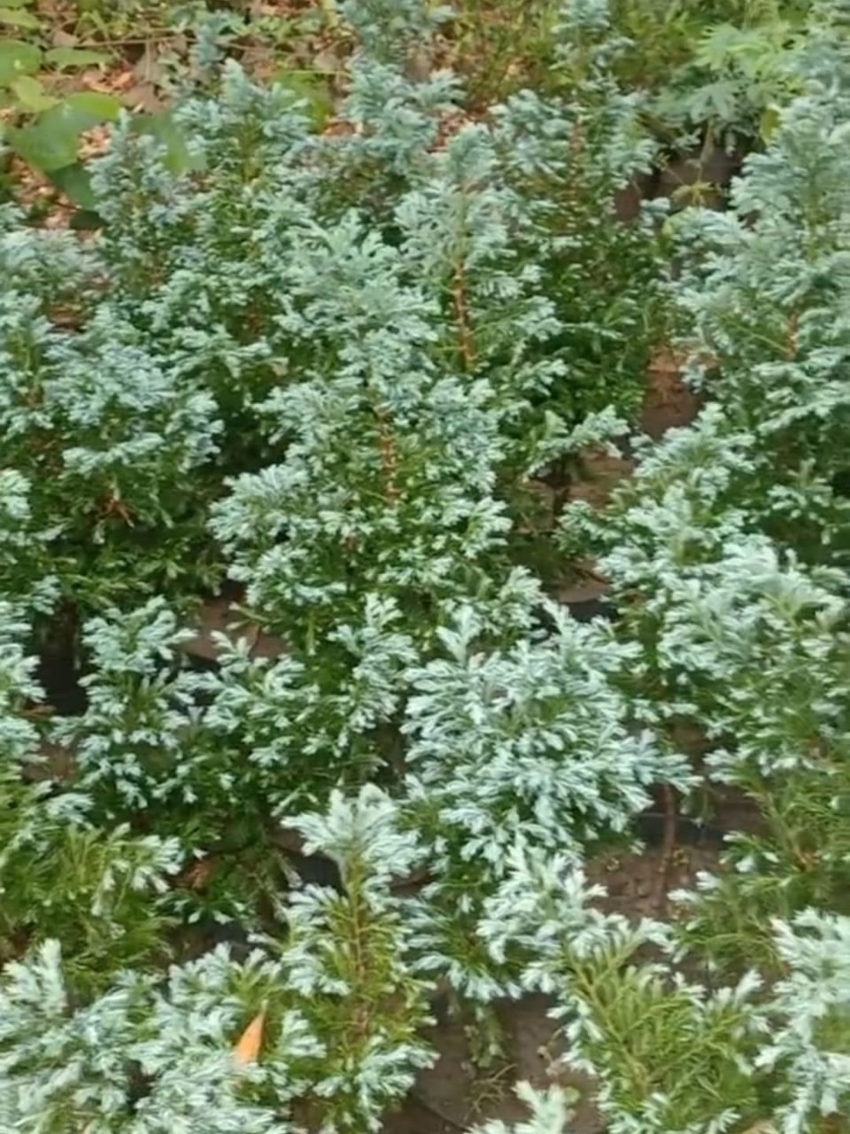 WhatsApp Image 2026-01-25 at 14.55.17.jpeg